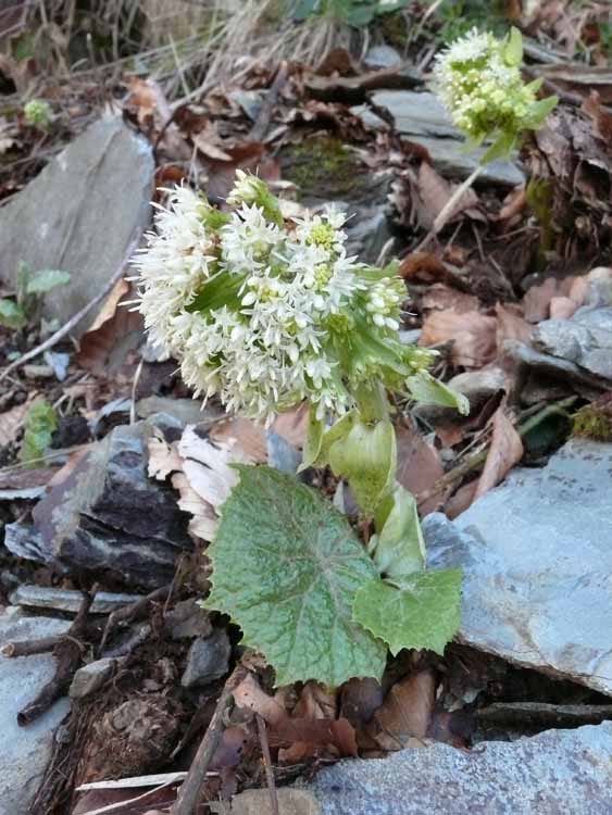 Petasites hybridus